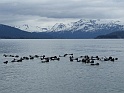 Otters around Homer